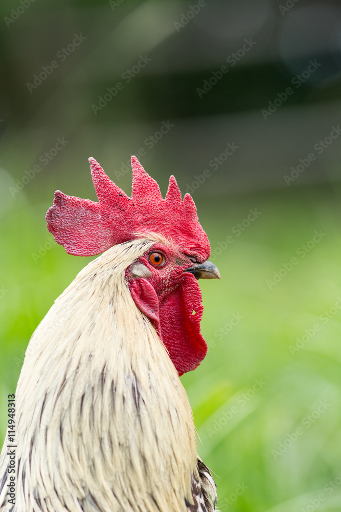 Portrait of a free range rooster/cock