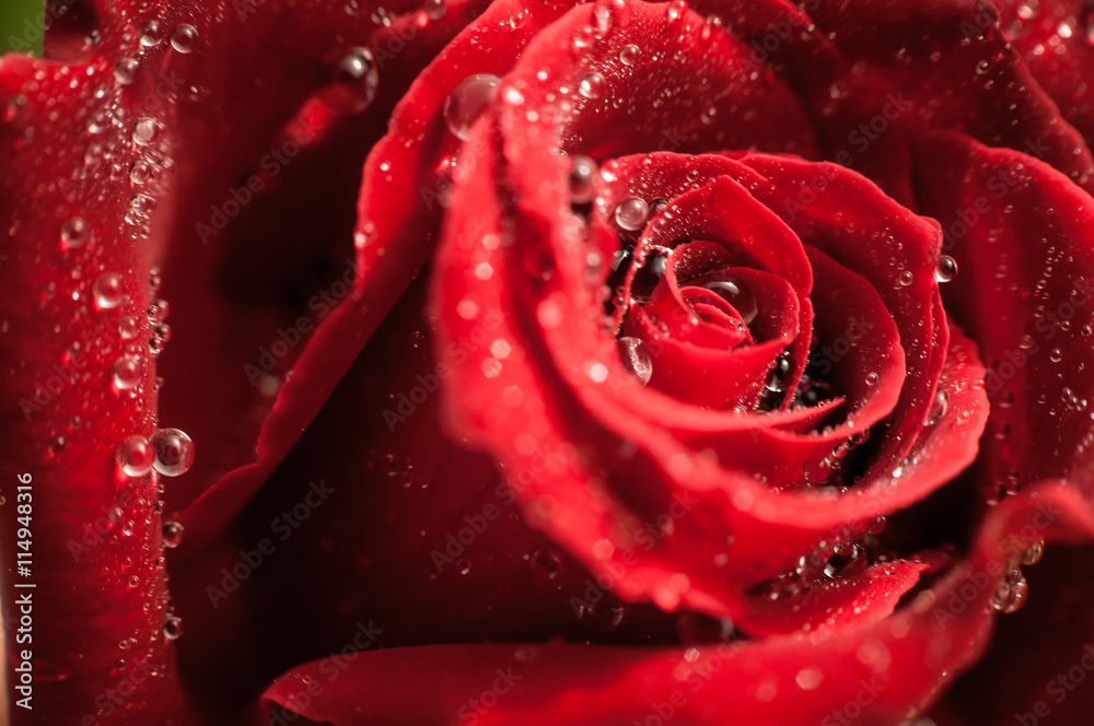 Naklejka premium Red rose closeup