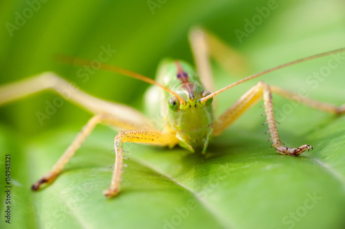 Grasshoppers eating on a green leaf closeup