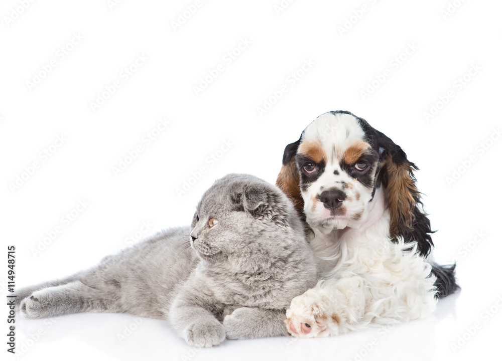 Cocker Spaniel puppy embracing young kitten. isolated on white Cocker Spaniel puppy embracing young kitten. isolated on white