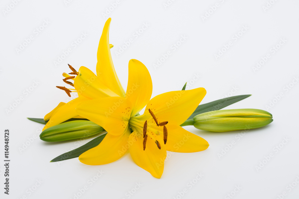 Naklejka premium Lily flower with buds on a white background.