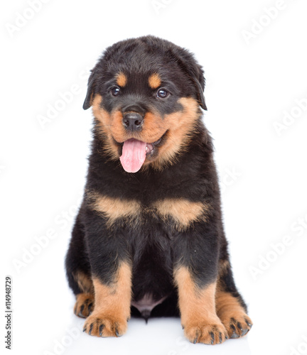 Fototapeta Naklejka Na Ścianę i Meble -  Little rottweiler puppy sitting in front view. Isolated on white