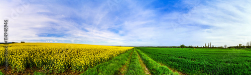 Beautiful wide panoramic view of colza field