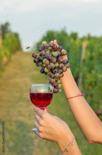 Female hand holding wine glass and grapes in vineyard