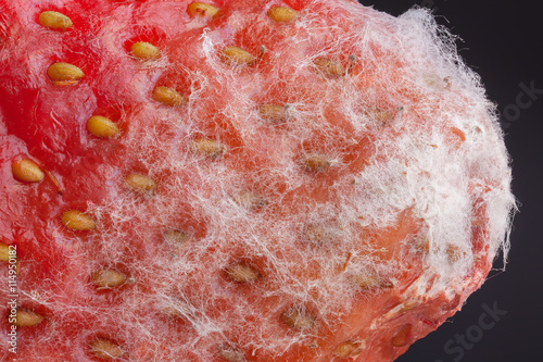 Bild auf Leinwand Strawberry covered by white mold through the microscope