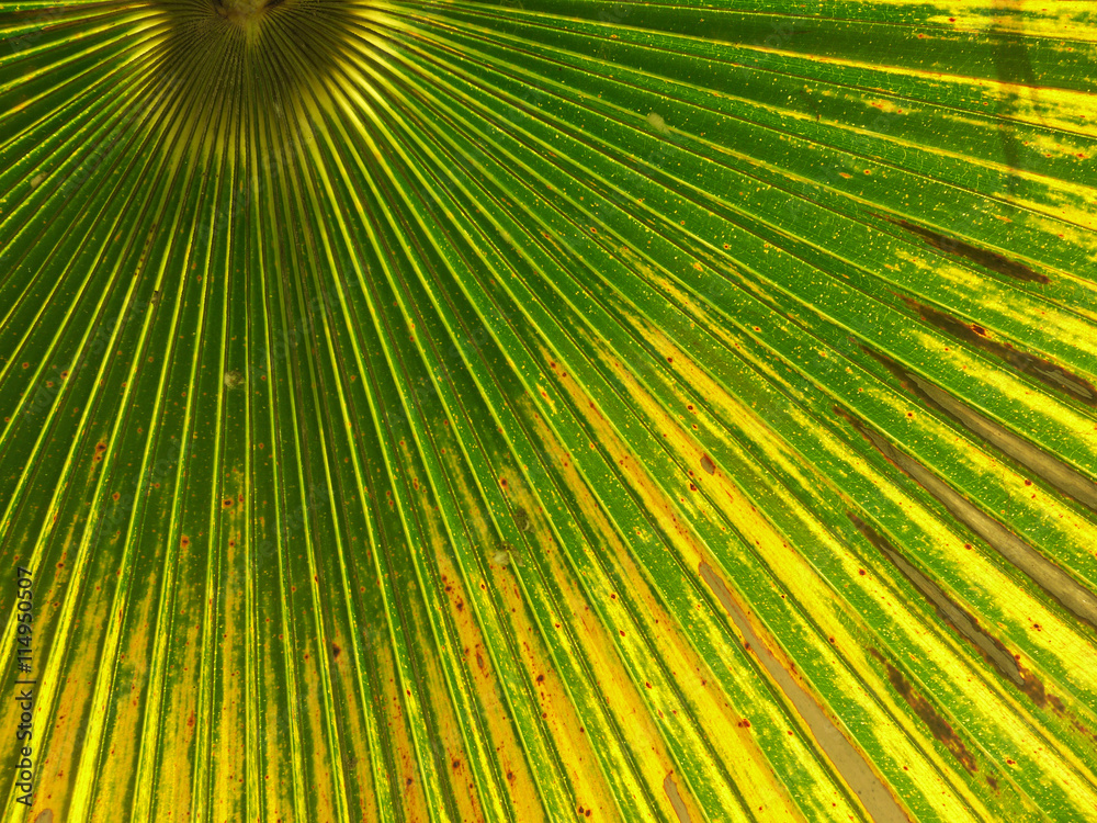 Obraz premium beautiful palm leaves of tree in sunlight