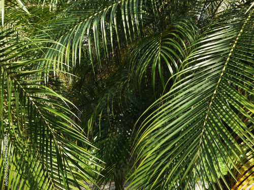 leaves green   palm leaf  