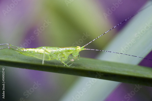 Insect of the Orthoptera order sighted in the Atlantic Forest photo