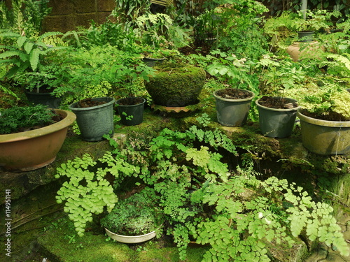 green ferns garden