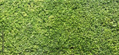 Green tree wall texture