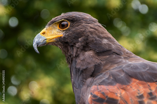 Harris s hawk  Parabuteo unicinctus   profile portrait of the raptor bird