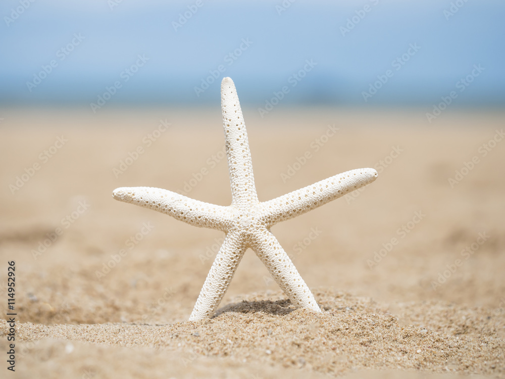 Closeup starfish on the beach
Closeup starfish on the beach