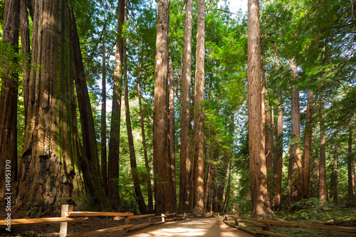 Giant sequoia trees