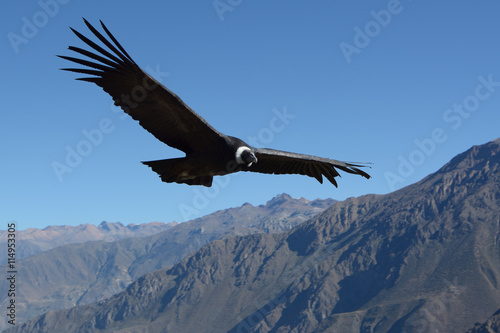 Flying Andean condor in canyon Colca