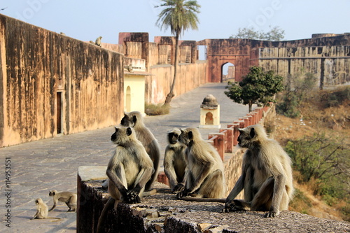 Fotografie Monkeys Galore at Monument