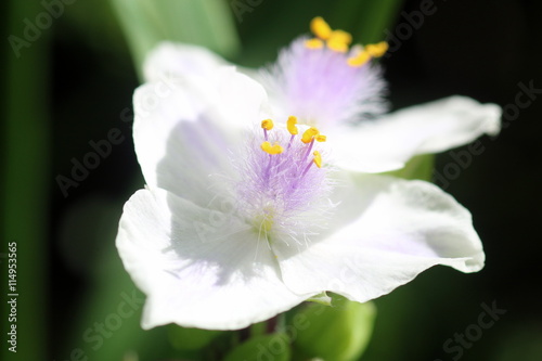 白い花