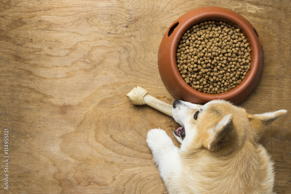 Corgi puppy hot sale food