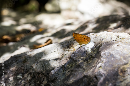 colorful butterfly on rock