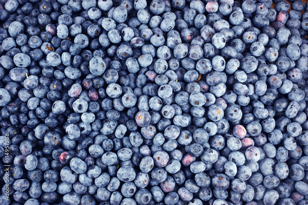blueberry background blueberry background