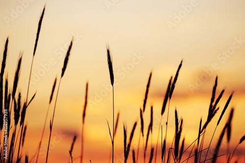 foxtail grass against dusk sunlight sky