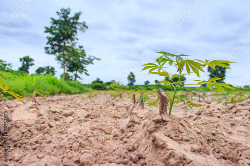 green cassava field in the nature sapling