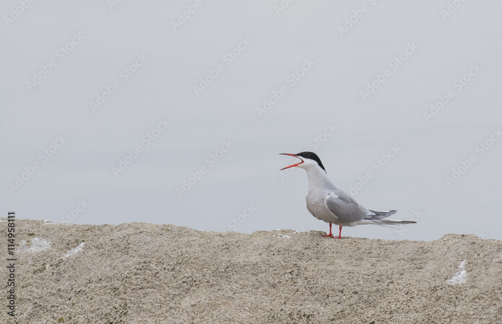 Obraz premium Common Tern