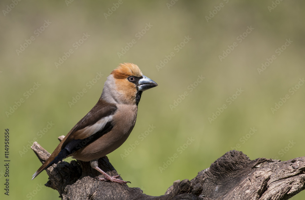 Hawfinch Hawfinch