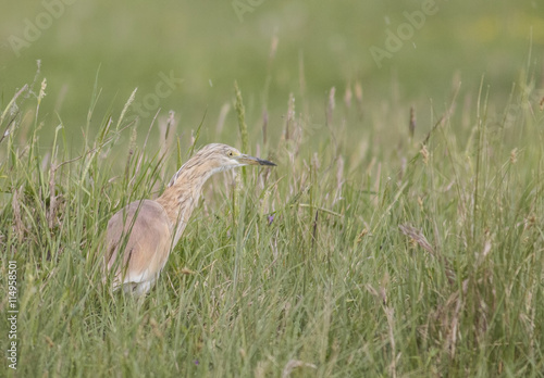 Squacco Heron