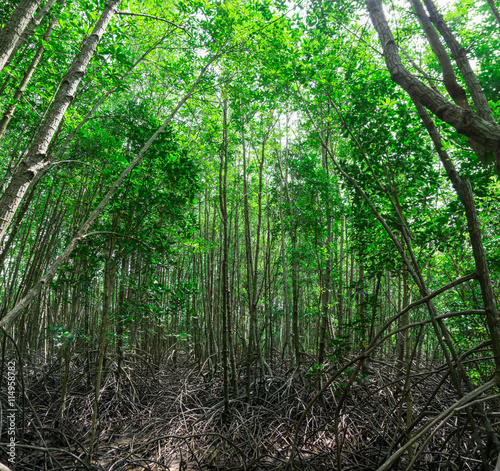 landscape of Ceriops Tagal field in mangrove forest