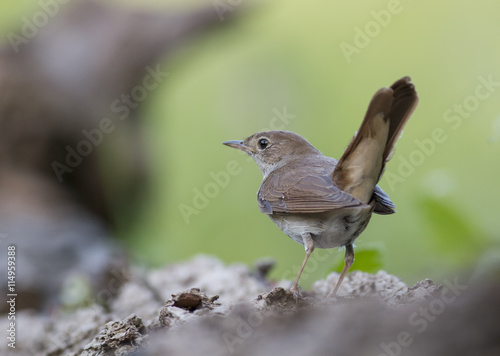 Common Nightingale