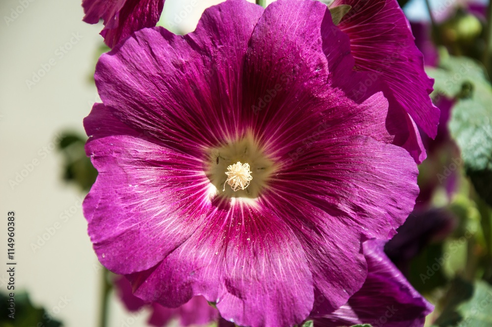 Naklejka premium Malva flower light violet