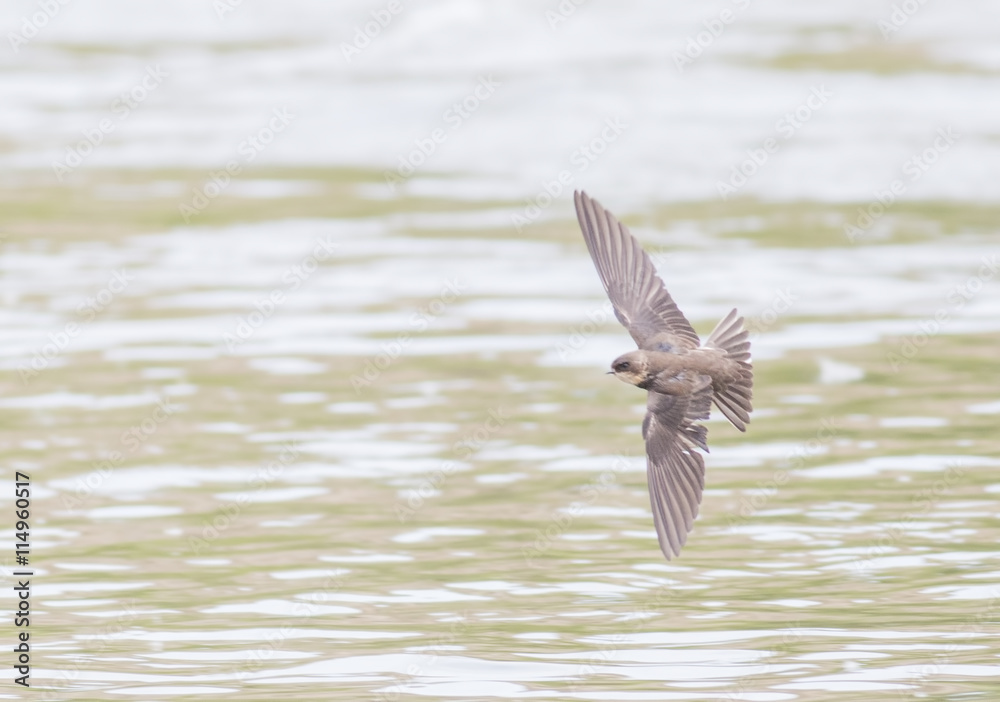 Obraz premium Sand Martin