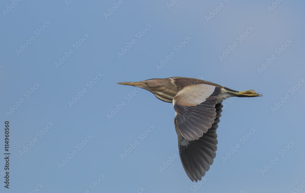 Obraz premium Little Bittern