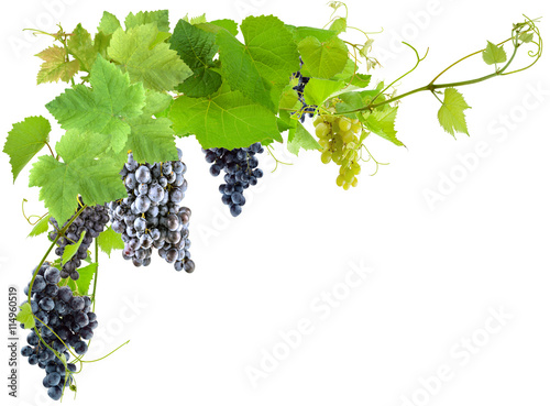 des grappes de raisins et des pampres de vigne, fond blanc
