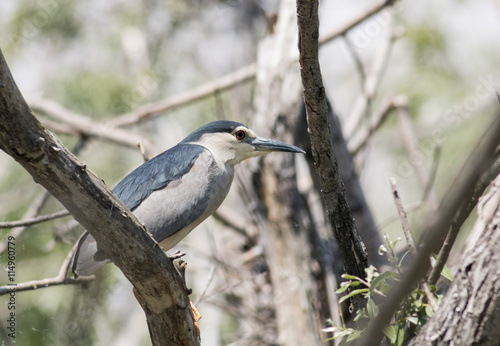 Black-crowned Night Heron