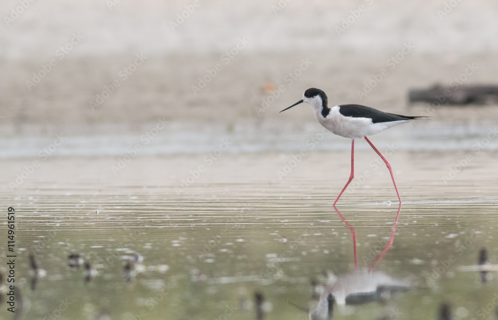 Black-winged Stilt Black-winged Stilt
