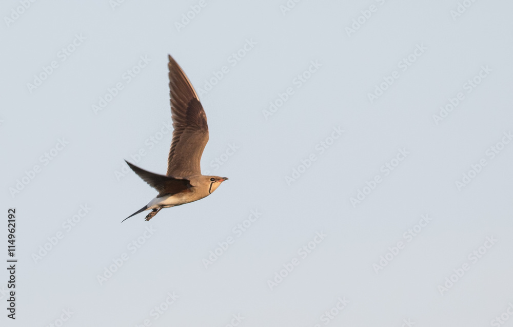 Obraz premium Collared Pratincole