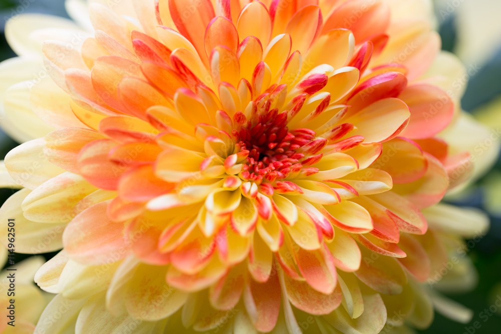 Obraz premium Dahlia flowers close up for yellow background.