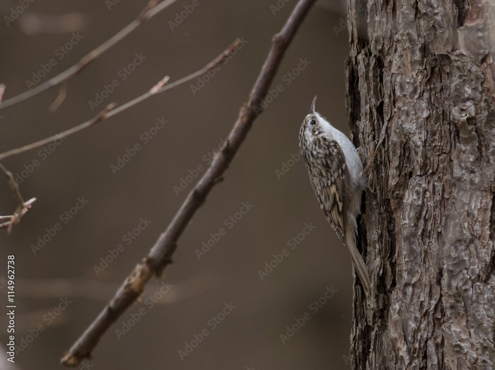 Eurasian Treecreeper Eurasian Treecreeper