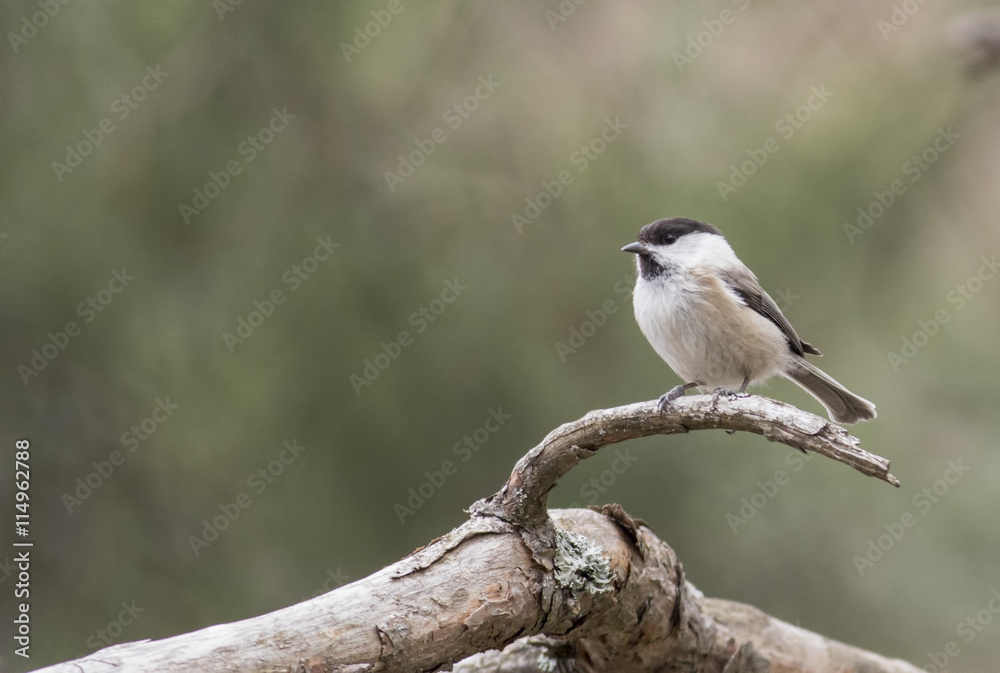 Marsh Tit Marsh Tit