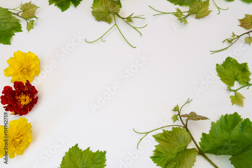 green young vine and marigolds photo