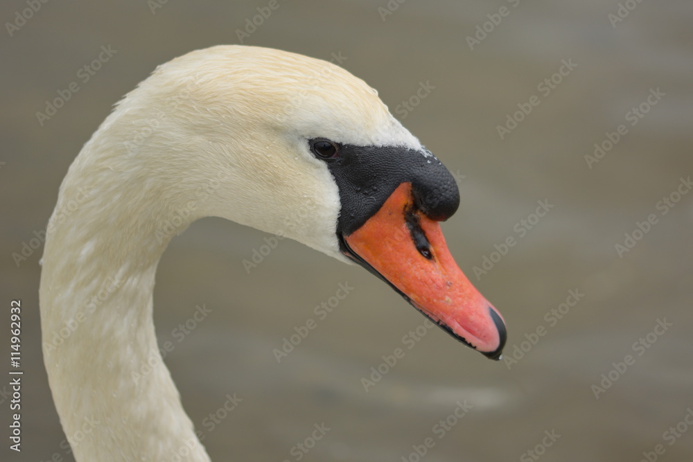 Obraz premium schwan makro Kopf Schnabel