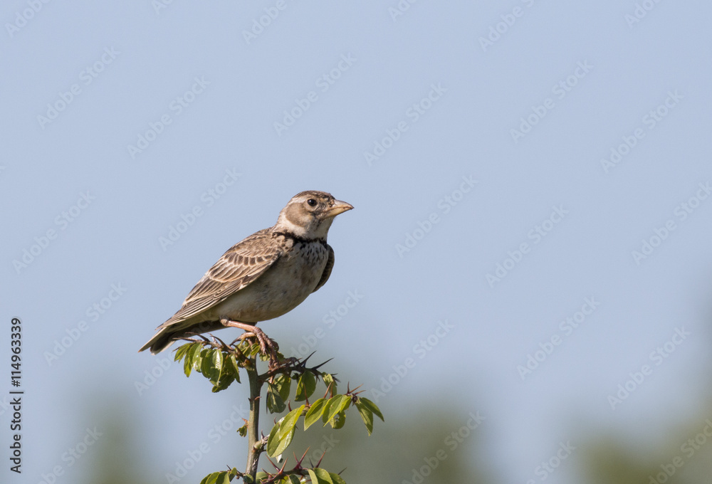 Calandra Lark Calandra Lark