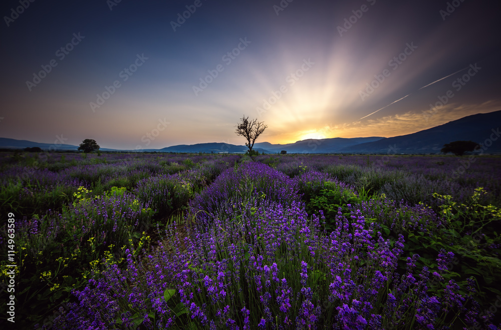 Obraz premium Lavender flower blooming fields in endless rows. Sunset shot.