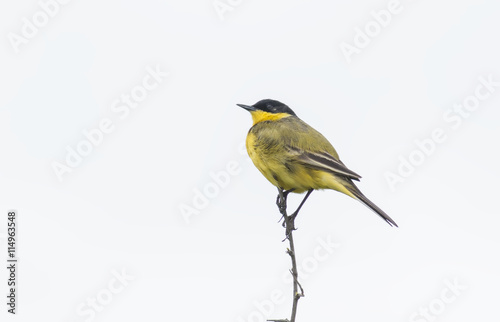 Yellow Wagtail © georgigerdzhikov