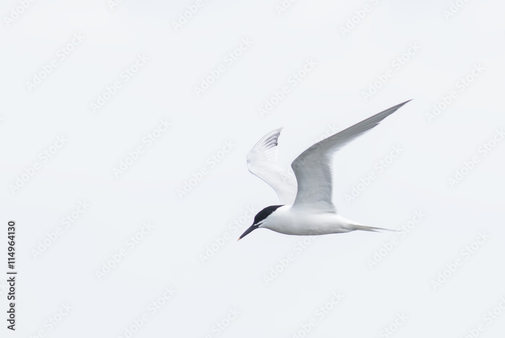 Obraz premium Sandwich Tern