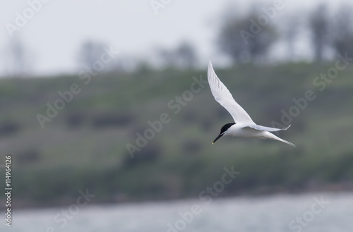 Sandwich Tern