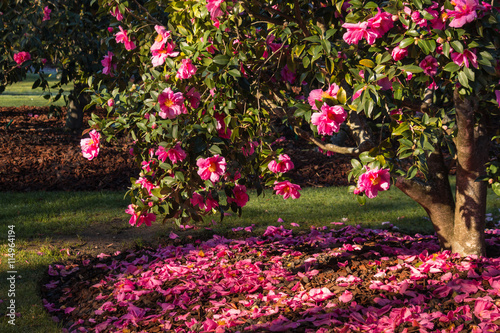 pink camellia shrub in bloom photo