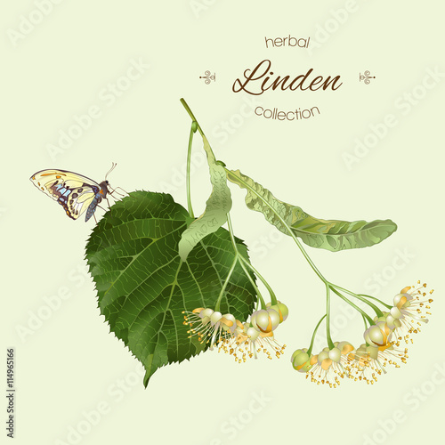 Realistic illustration of linden isolated on light green background. Vector illustration. 