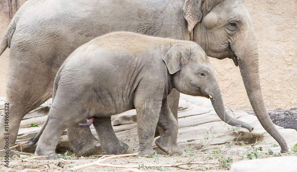 Obraz premium Young asian elephant (Elephas maximus)
